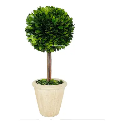 Natural Preserved Boxwood Topiary in Pot inch Stunning Greenery and Plant Decor Great for Home O