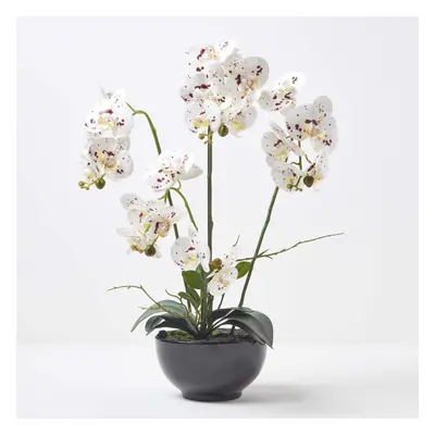 Homescapes White Orchid cm Phalaenopsis in Ceramic Pot Extra Large, Stems