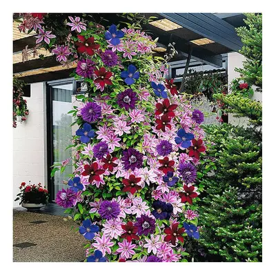 Clematis Rainbow (9cm, pack)