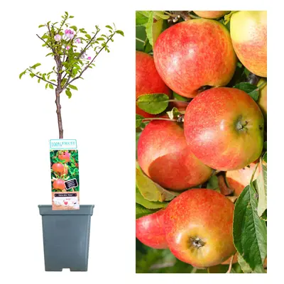 (Elstar) Patio Fruit Tree Collection | Various Fruits | Ideal For Small Gardens | 2-3Ft