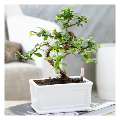 Bonsai Chinese Elm Plant - Live Japanese 'S-Shape' Indoor Tree X 15Cm Tray Pot