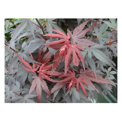 Acer Palmatum Skeeters Broom Japanese Maple Tree 4-5ft Supplied in Litre Pot