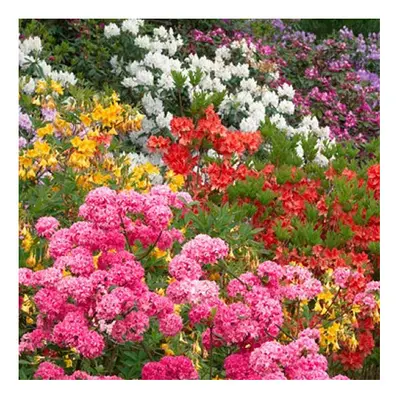 6 X MIXED RHODODENDRONS BUSHY SHRUBS COLOURFUL POTTED GARDEN PLANTS IN POT