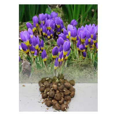 (100) CROCUS BULBS SIEBERI TRICOLOR LILAC/WHITE/YELLOW SPRING PERENNIAL