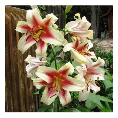 (6) ALBANY Oriental Lily