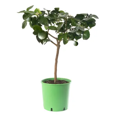 Large Lime Citrus Tree Grow Your Own Fruit At Home Indoor Or Outdoor Garden