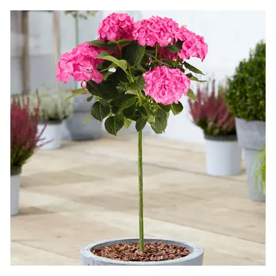 (Pink) Hydrangea Macrophylla Tree Collection | Potted Lollipop Trees For Small Gardens