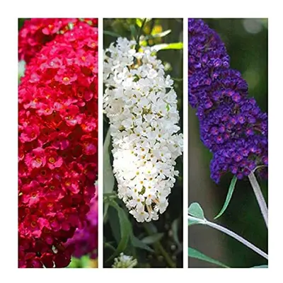 Buddleia Tricolour Butterfly Plants x Plants in a Mix of Colours - Buddleja Mix in 9cm Pots