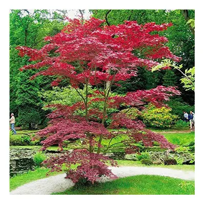 Japanese Acer palmatum Atropurpurea - tree