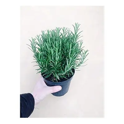 2 Large Rosemary/Rosmarinus Herb Plants in 1.5 Litre Pots