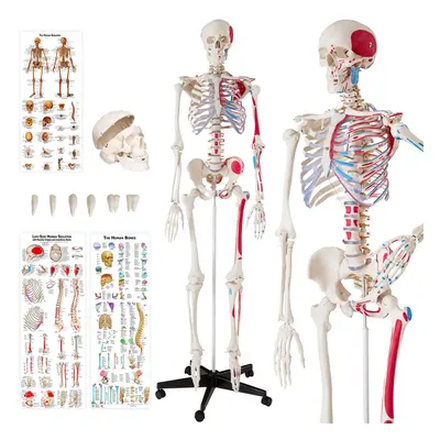 Skeleton Human Skeletal System Anatomical Life Size Model Muscle Labels Poster