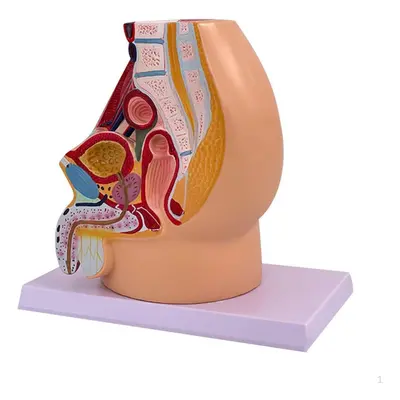 (as the picture, Male) Pelvis Reproductive Anatomy Model Color Labeling High Simulation Research