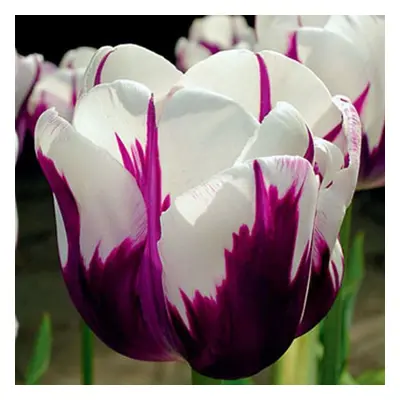 (30) REMS FAVOURITE TRIUMPH TULIPS