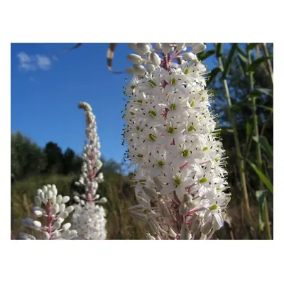 (1) URGINEA MARITIMA SEA SQUILL