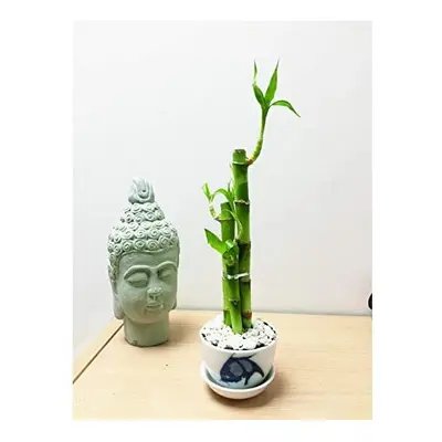 Easy Plants Arranged Lucky Bamboo Plant Grown in Soil with Porcelain Pot - Fish Pattern - Indoor