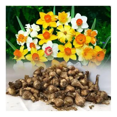 (2KG) MIXED DAFFODIL/NARCISSUS BULBS FROM OUR BEST VARIETIES SPRING