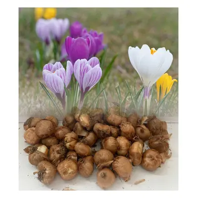 (100) MIXED (VERNUS) CROCUS BULBS LARGE BLOOMS SPRING GARDEN PERENNIAL