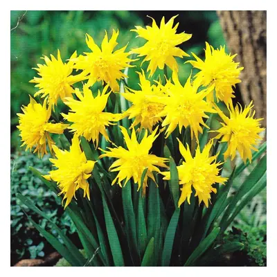 (20) RIP VAN WINKLE NARCISSUS Miniature Daffodil/Narcissi