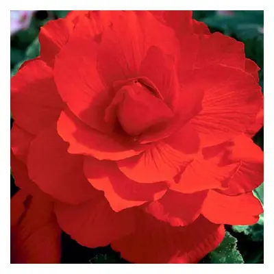 3 RED DOUBLE BEGONIA