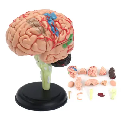 Human Brain Medical Model 4D Disassembled Anatomical School Educational Teaching Tool