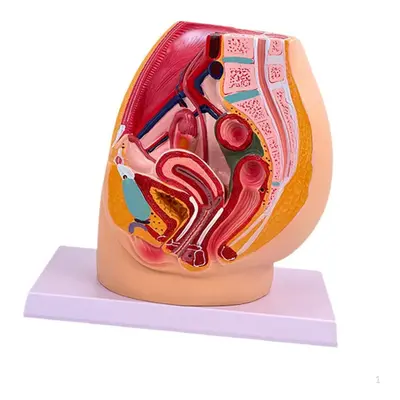 (as the picture, Female) Pelvis Reproductive Anatomy Model Color Labeling High Simulation Resear