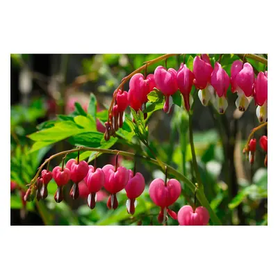 READY POTTED LITRE POT DICENTRA SPECTABILIS (BLEEDING HEART) PINK SUMMER PERENNIAL PLANT