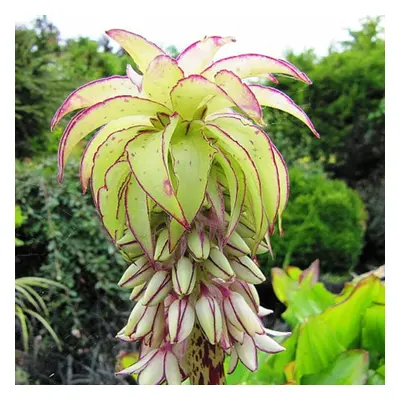 Ready Potted Litre Pot Eucomis Bi-Colour (Pineapple Lily)