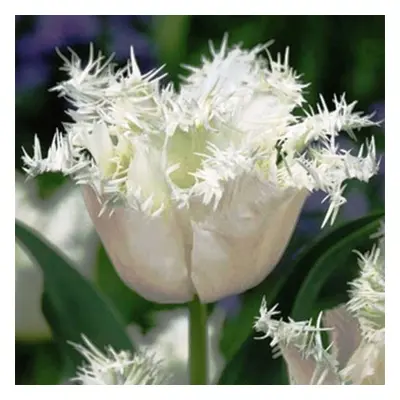 (20) HONEYMOON FRINGED (CRISPA) TULIP