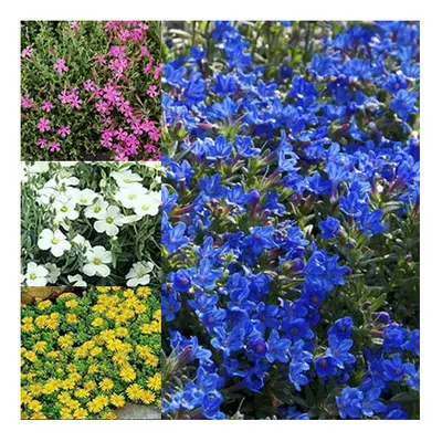 12 X MIXED ALPINES VARIETIES COLOURFUL LARGE FLOWERING PERENNIAL POTTED PLANTS