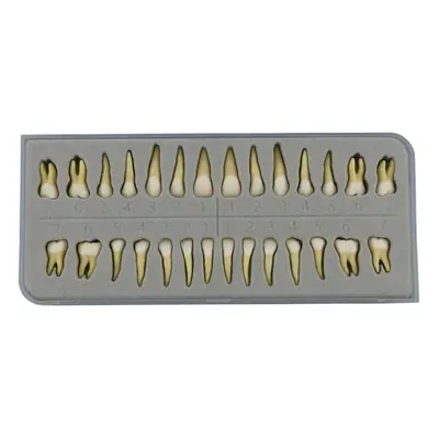 Dentalmall Box Dental Model Teeth Model Pcs 1:1 Full Permanent Te