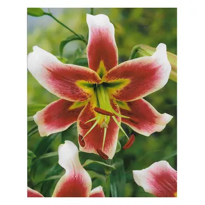 (6) LESLIE WOODRIFF ORIENTAL TRUMPET LILY (TREE LIKE LILY)