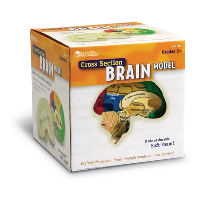 Learning Resources Soft Foam Cross-Section Brain Model