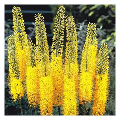 (1) EREMURUS BUNGEI (STENOPHYLLUS) FOXTAIL LILY