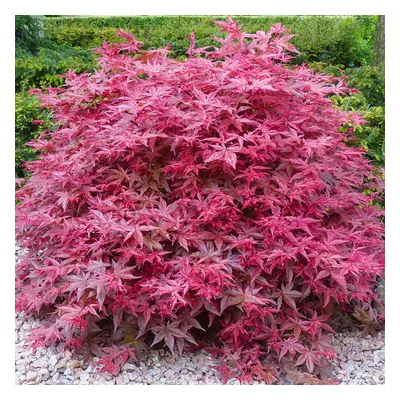 (10L) Acer Palmatum 'Beni-Maiko' | Japanese Maple Deciduous Garden Plant Tree In Pot