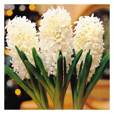 (9) Hyacinth - LINNOCENCE CHRISTMAS FLOWERING