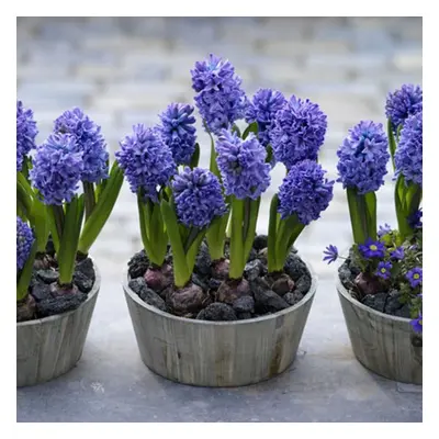 (6) Hyacinth - Delft Blue CHRISTMAS FLOWERING