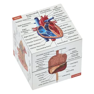 Human Anatomy Study Cube | Study Parts of The Human Body | Perfect Anatomy Revision Guide | Addi