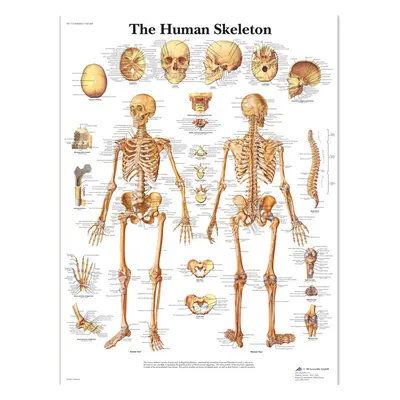 3B Scientific Human Anatomy - The Human Skeleton Chart, Laminated Version