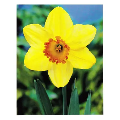 (10) RED DEVON LARGE CUPPED DAFFODIL