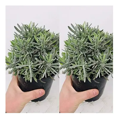 2 x Large Lavender Herb Plants in a 14cm Pot - Upright and Bushy Lavander Plants