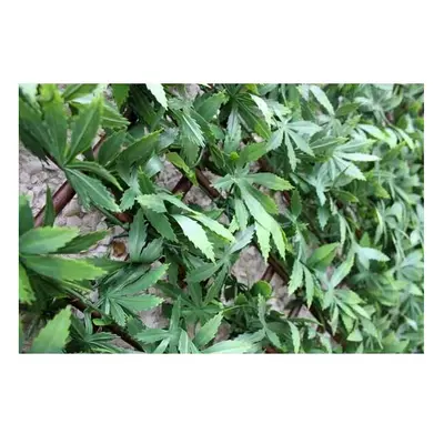 Wonderwal Trellis x 200cm Green Acer - YOJ-771