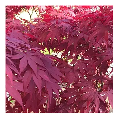 Acer Plant 'Atropurpureum' 30-40cm in Height - Japanese Maple Plant for Borders Or Pots