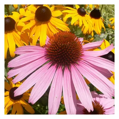 (1) ECHINACEA PURPUREA RUDBECKIA PURPLE CONEFLOWER