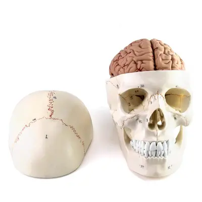 QWORK Human Skull and Brain Anatomy Model Parts Life Size Numbered Anatomically Accurate for Sci