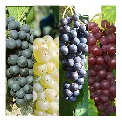 3 x Vitis Grape Mix - Garden Grape Fruit Vine Grow Your Own Grapevine