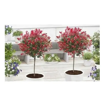 2 x Evergreen lollipop Chico Photinia Little Red Robin Trees 80-100cm