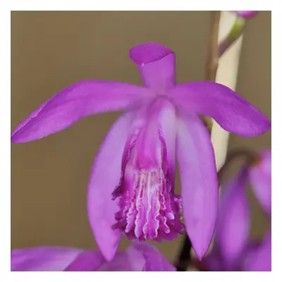 BLETILLA STRIATA