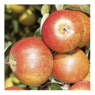 Cox's Orange Pippin Apple Patio Fruit Tree in 5L Pot 90-110cm Tall Grow Your Own