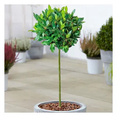 (1) Standard Kitchen Bay Leaf Tree | Garden Patio Hardy Laurus Nobilis Herb | 2-3Ft