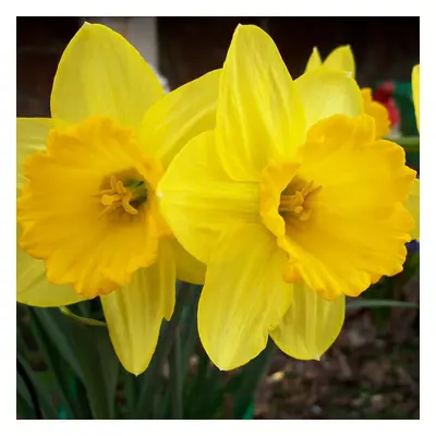 (50) CARLTON LARGE CUPPED DAFFODIL